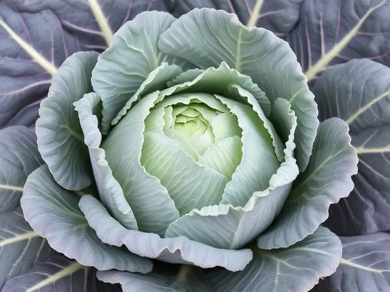Cabbage