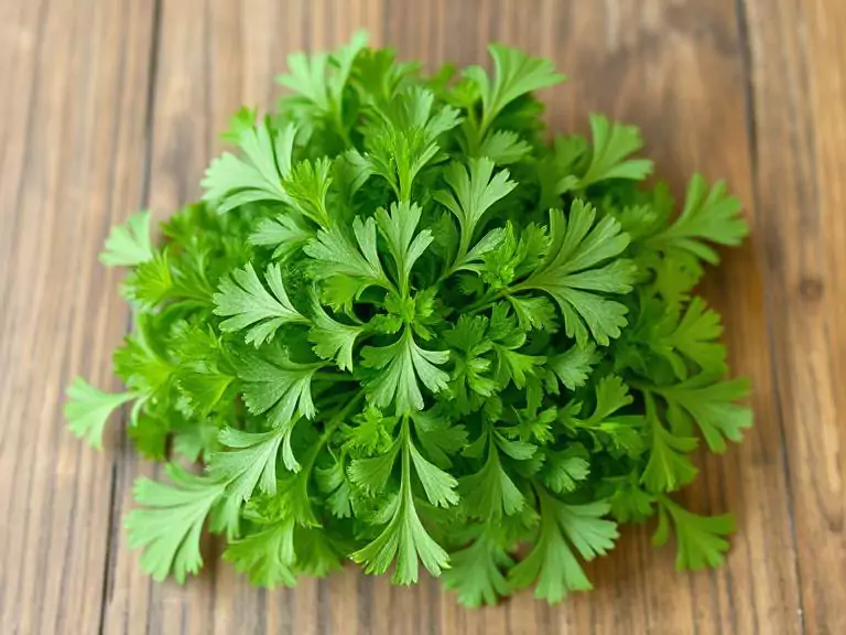 Coriander